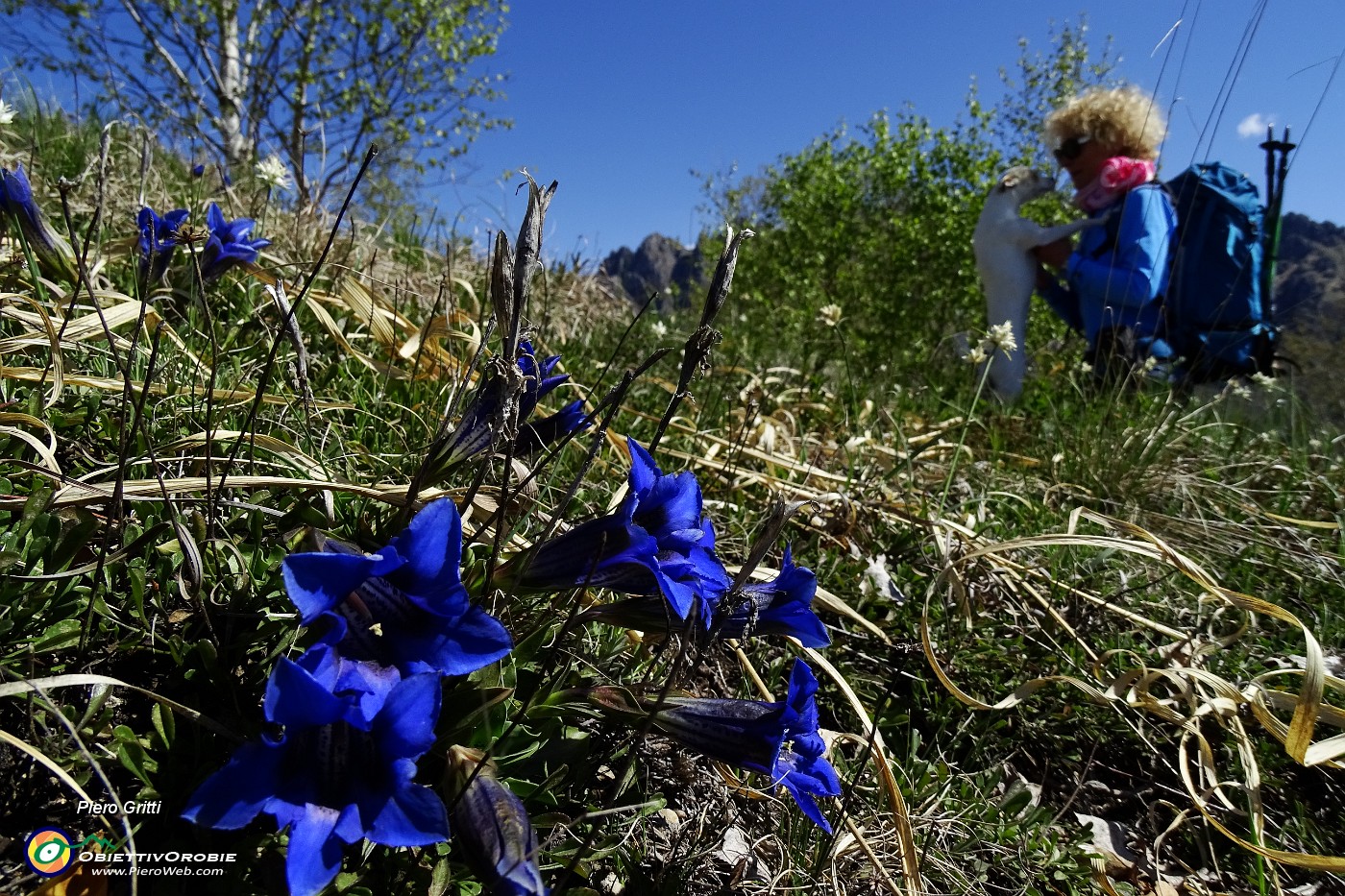 20 Genziana di Clusius (Gentiana Clusii).JPG